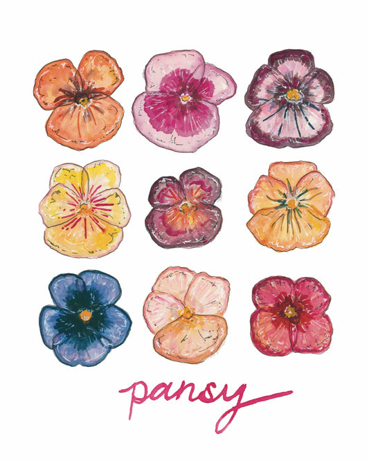 Pansy Flower Botanical Chart Art Print