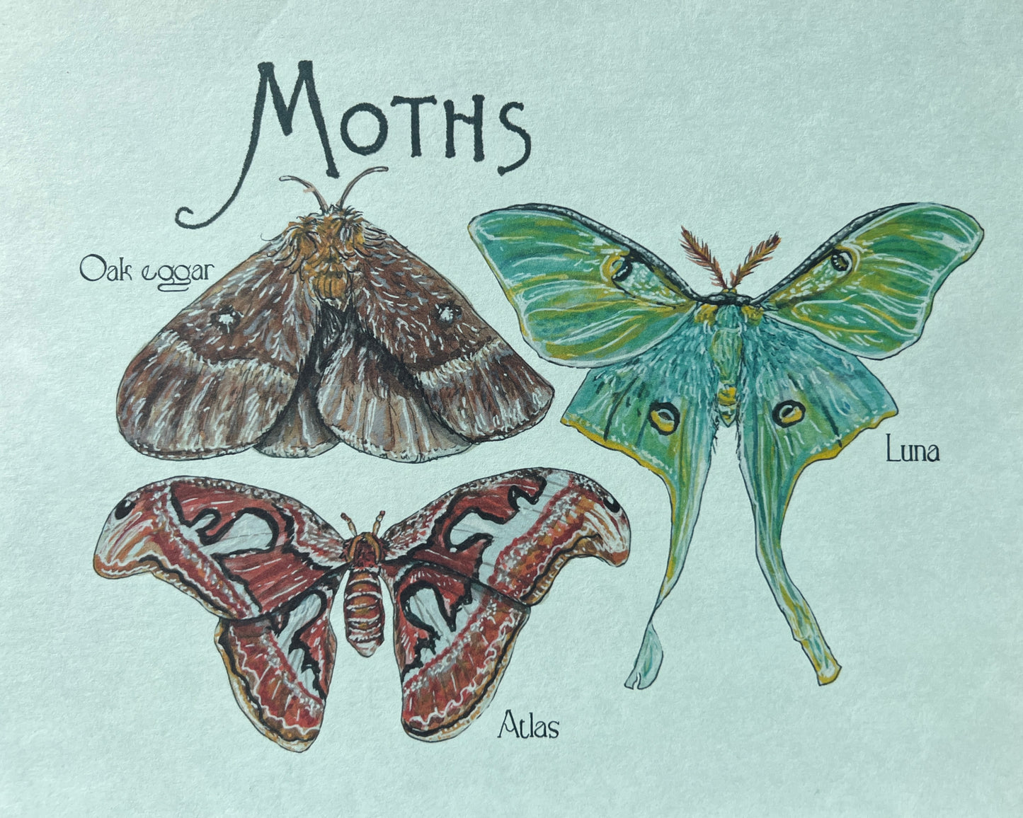 Moth Chart Art Print