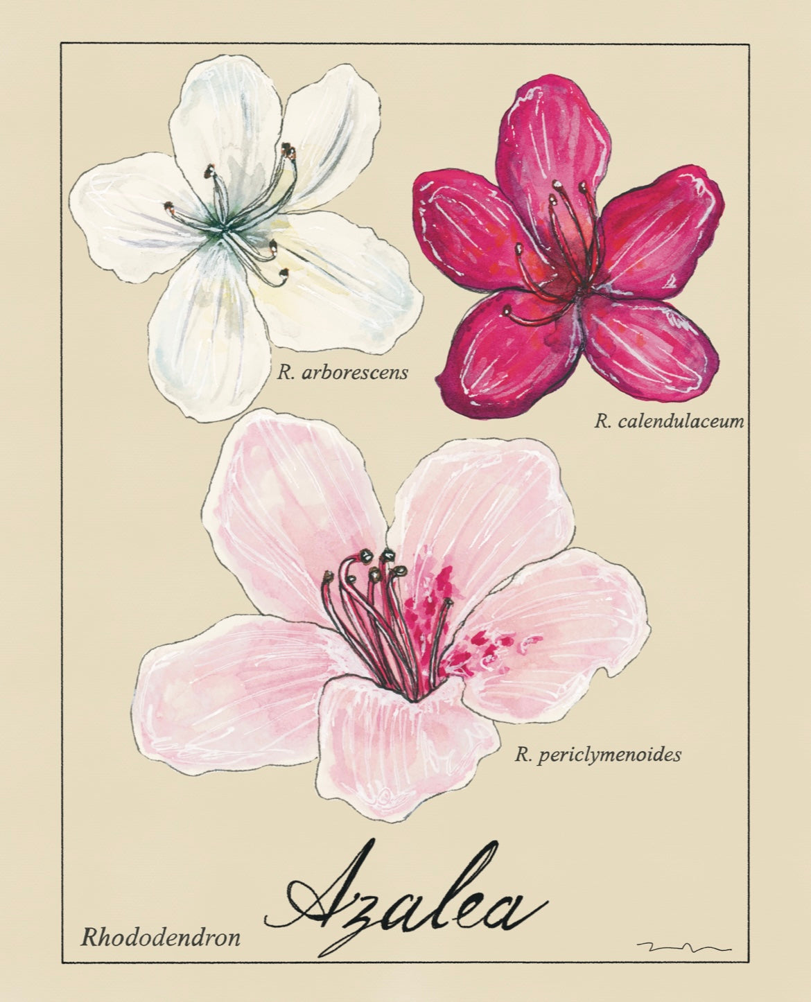 Azalea Structure Azalea Botanical Chart Art Print – artxnikki