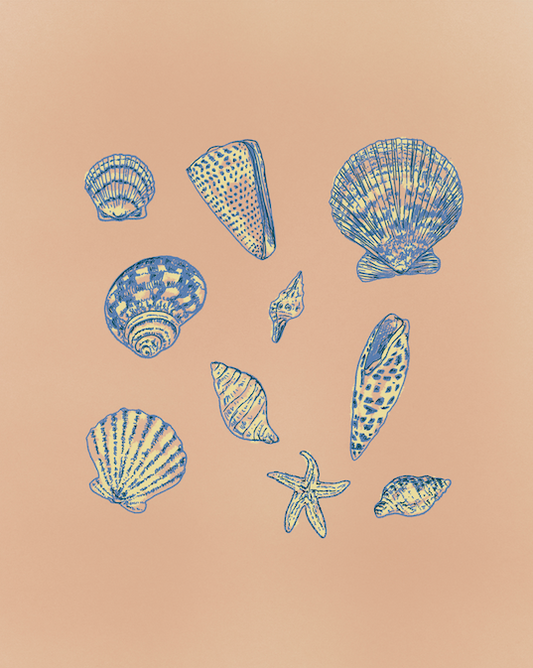 Sea Shell Study Art Print