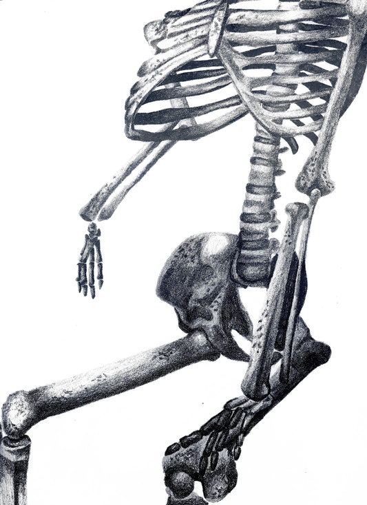 Skeleton Charcoal Drawing Art Print
