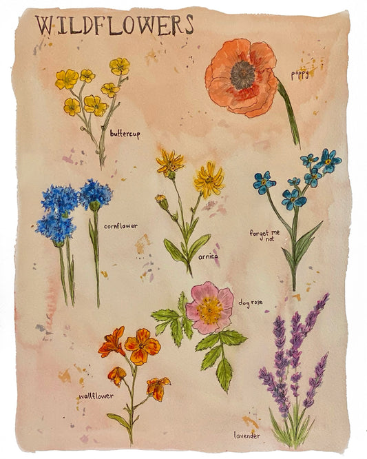 Wildflower Chart Art Print