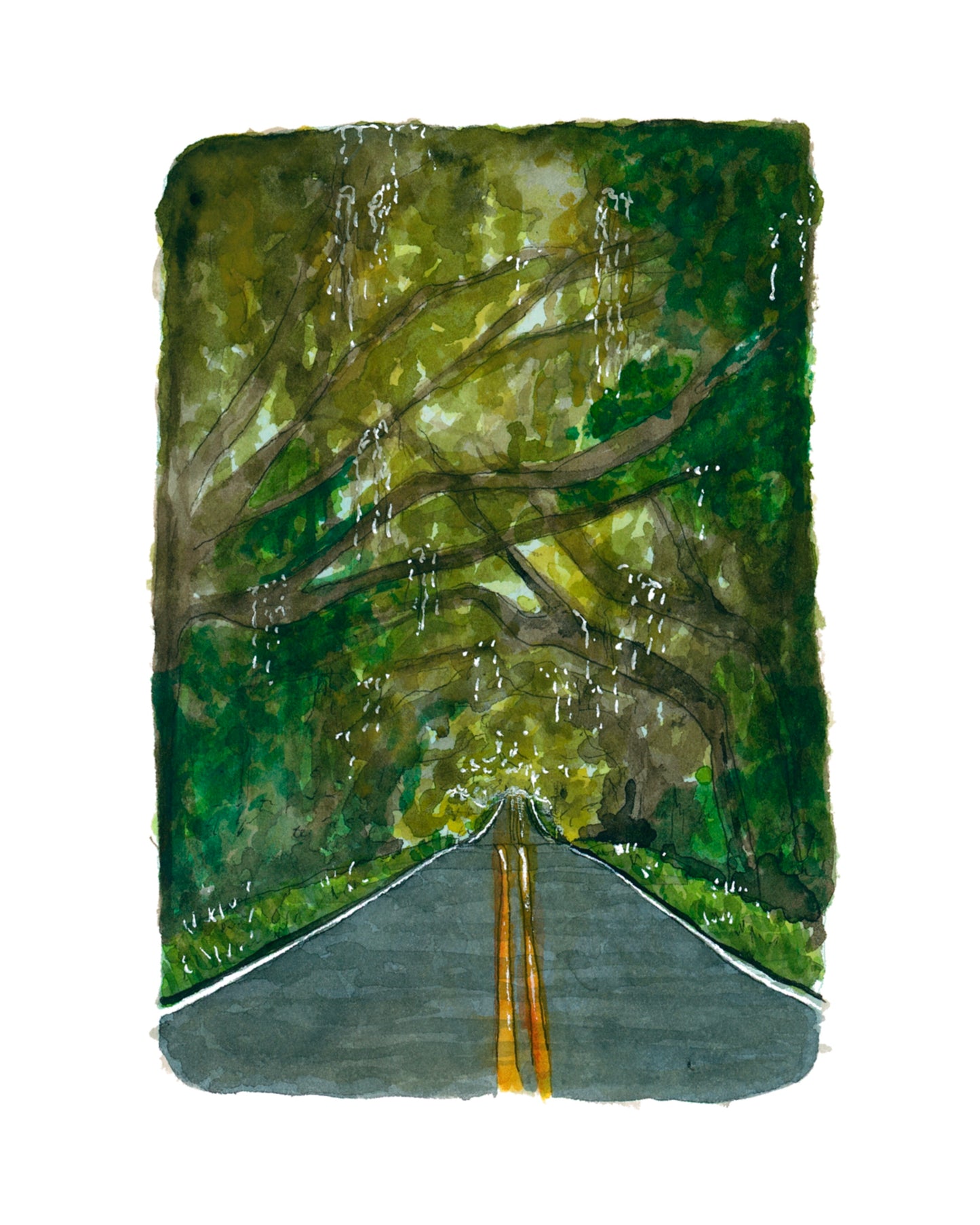 Tallahassee Canopy Road Print